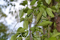 Strychnos wallichiana